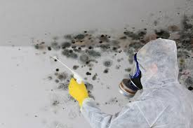 Reliable Bellwood, PA Mold Remediation Solutions